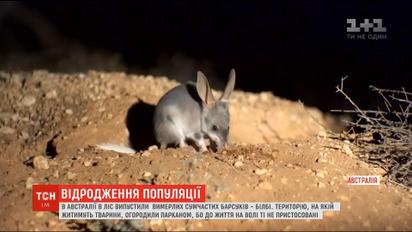 В Австралії у дику природу випустили сумчастих борсуків, які перебувають на межі вимирання
