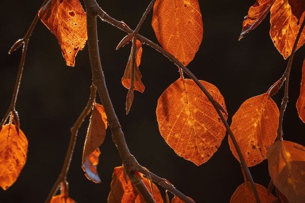 Народні прикмети 10 жовтня / © pexels.com