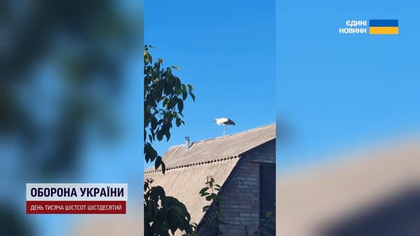 Лелека на даху