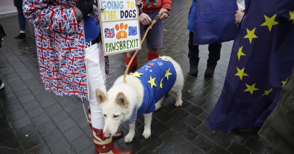 велика британія, собаки, акція_5 / © Associated Press