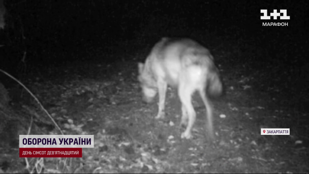 Вовк у селі