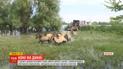 У дельті Дунаю оселили табун диких коней з Латвії для порятунку екосистеми