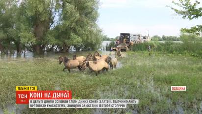У дельті Дунаю оселили табун диких коней з Латвії для порятунку екосистеми