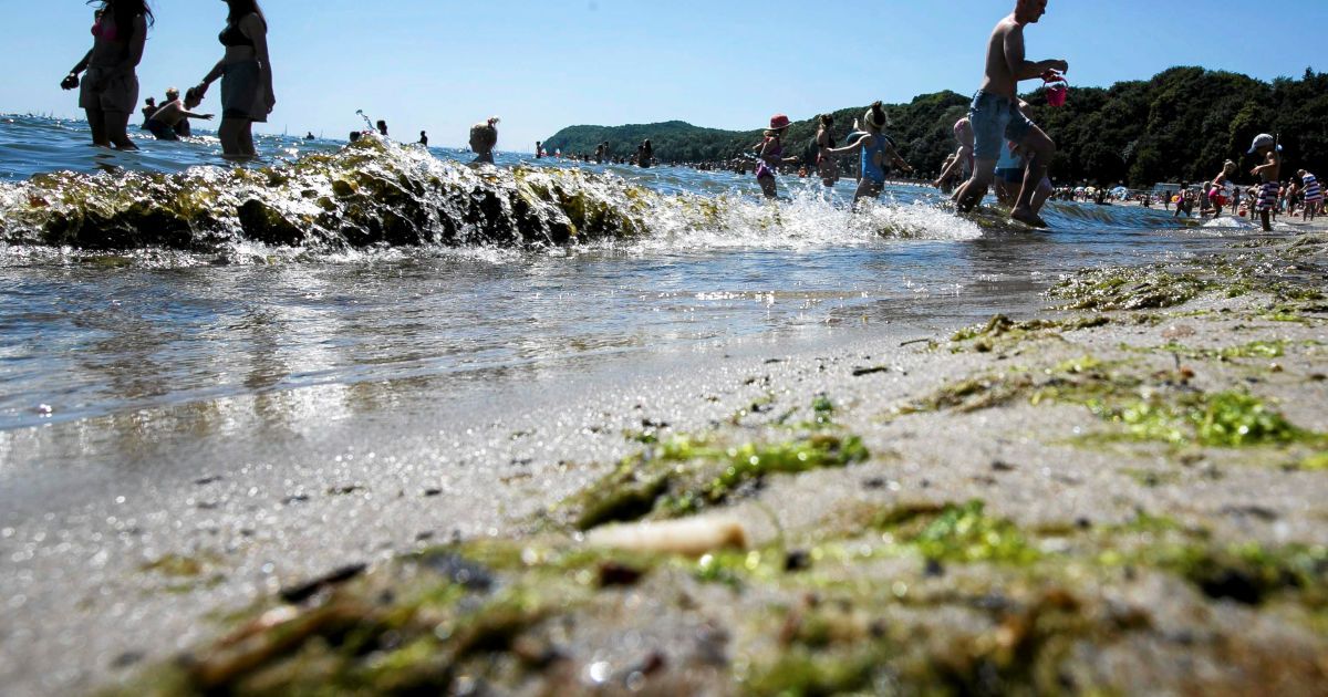 Балтійське море окупували токсичні водорості
