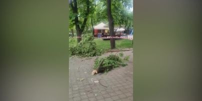 Київський зоопарк постраждав унаслідок російської атаки