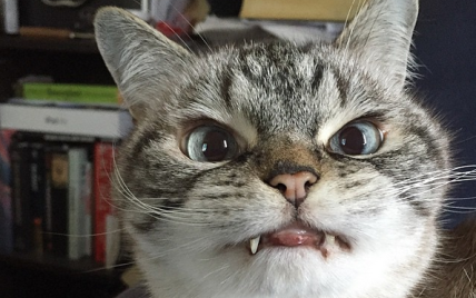 Кошка-вампир с клыками наружу стала звездой Instagram