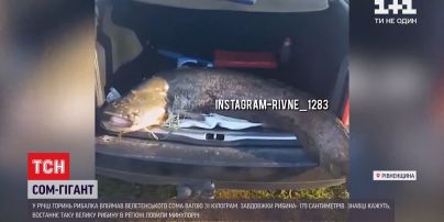 У Рівненській області рибалка спіймав сома-велетня