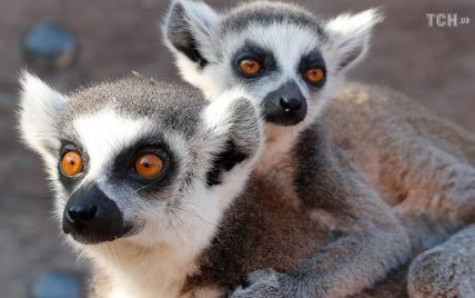 На Мадагаскарі масово гинуть лемури: які пухнасті примати опинились на межі зникнення. Інфографіка