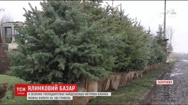 ТСН узнала стоимость новогодних деревьев на елочных ярмарках