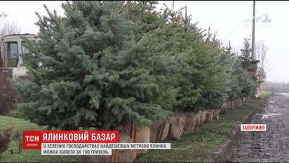 ТСН узнала стоимость новогодних деревьев на елочных ярмарках