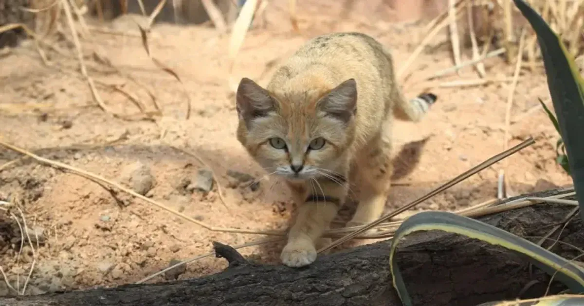 Барханна кішка