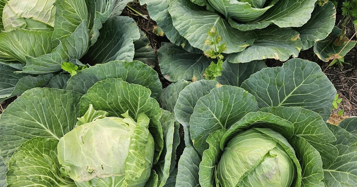 Як підживлювати капусту для урожаю