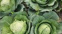 Як підживлювати капусту для урожаю