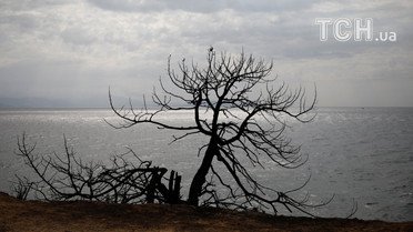 Пожежа у Греції, порятунок в морі_1 / © Reuters
