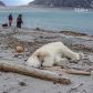 Неподалік Північного полюсу полярний ведмідь атакував туристів