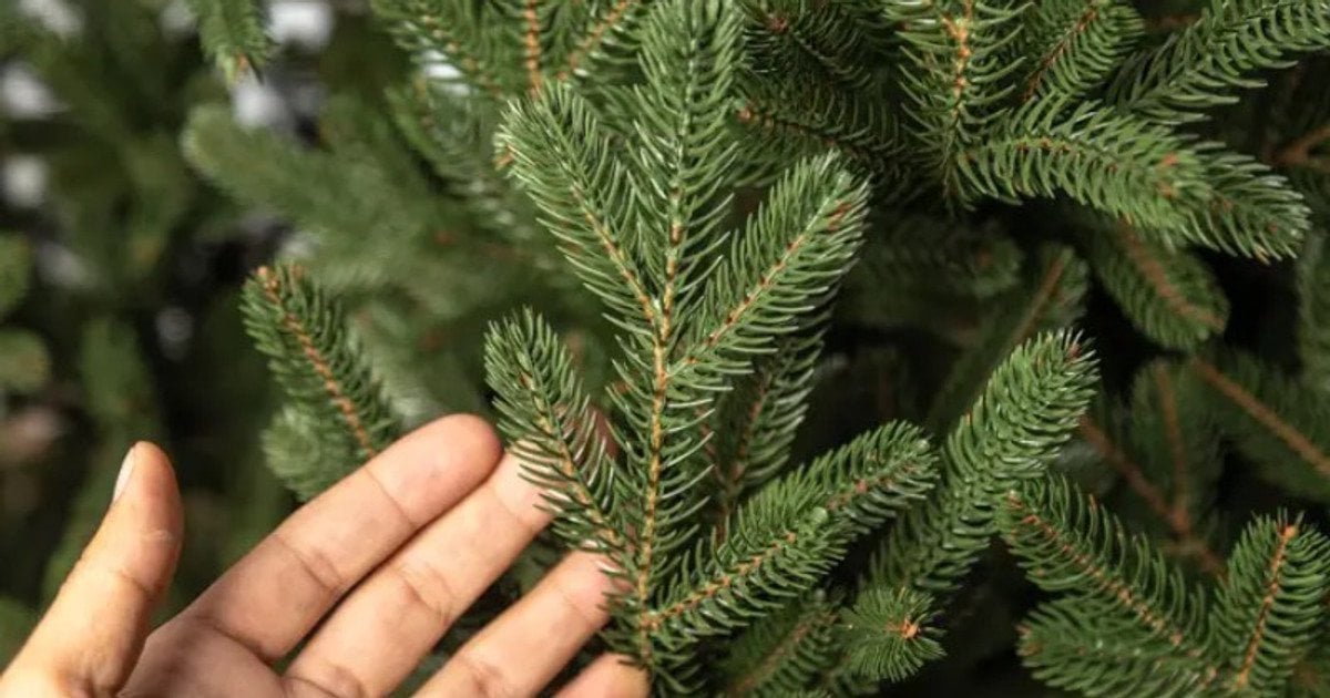 Яке дерево вибрати на Новий рік