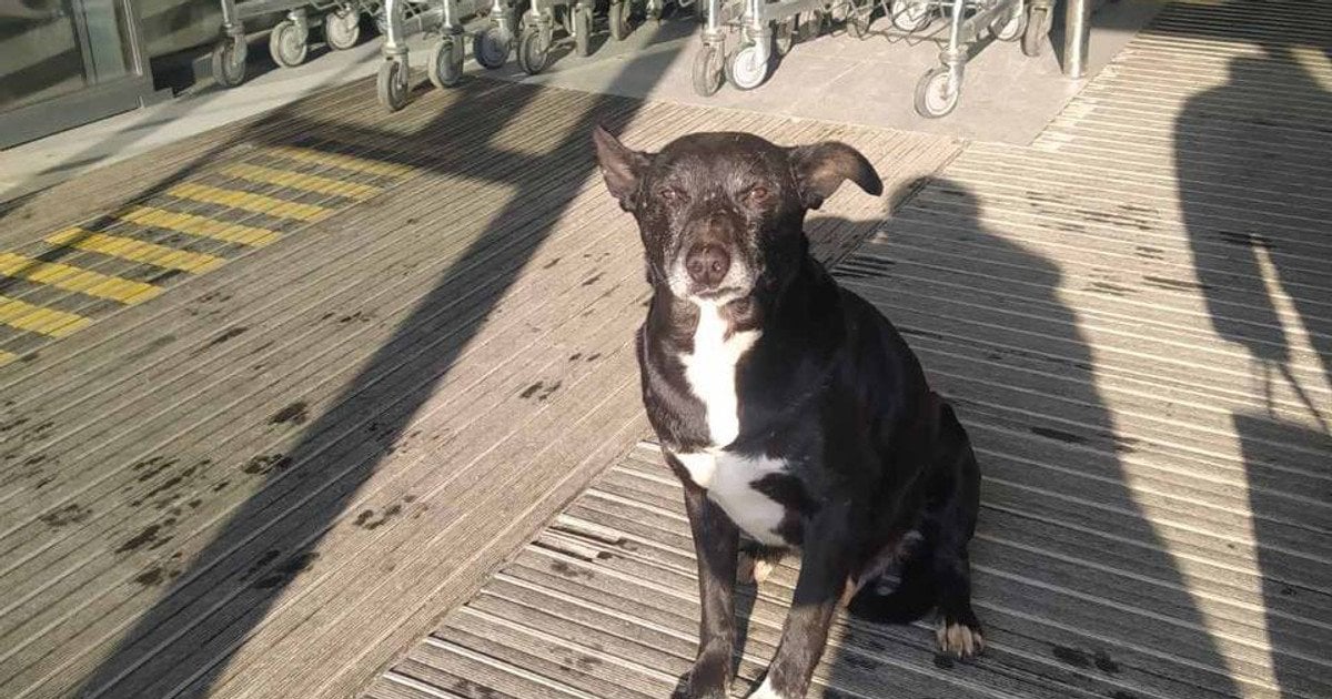 АТБ оновлює внутрішні протоколи для допомоги тваринам у морози