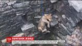 В Индии спасатели вместе с крестьянами более 2 часов спасали из ловушки львицу