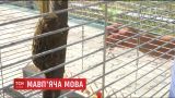 В Винницкий зоопарк привезли четырех самых маленьких в мире карликовых обезьянок