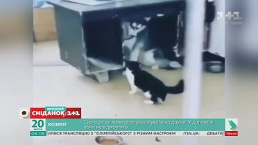 Кумедні відео домашніх улюбленців від глядачів "Сніданку з 1+1"