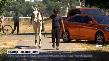 Одесский ипподром обвиняют в жестоком обращении с конем