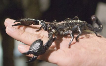Семья по возвращении из Коста-Рики обнаружила дома скорпиона, который пережил перелет и "прятался" в чемодане 10 дней