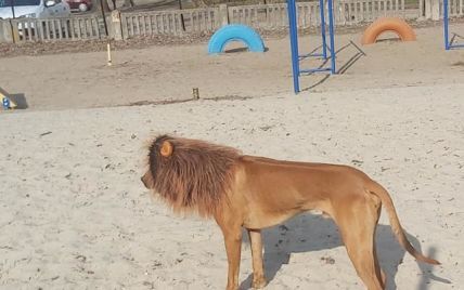 В Днепре мужчина нарядил собаку в льва и пугал прохожих