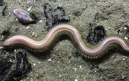 В Канаде гигантские моллюски-черви выползли на поверхность, чтобы устроить большую оргию (фото)