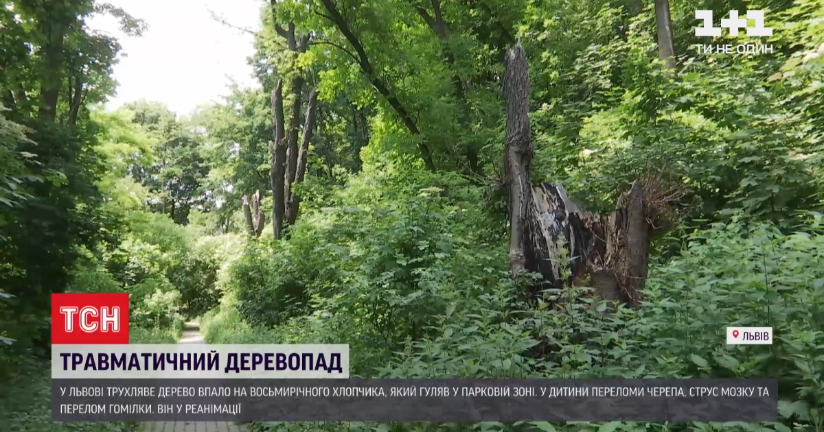 Во Львове на 8-летнего мальчика упало дерево во время прогулки в парке