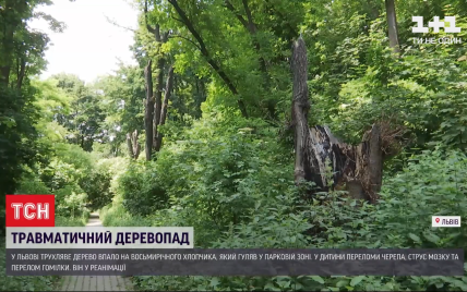 У Львові на 8-річного хлопчика впало дерево під час прогулянки у парку