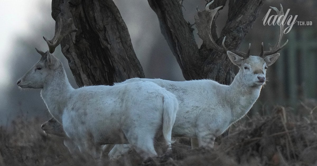 Гороскоп на 10–16 листопада 2025 року