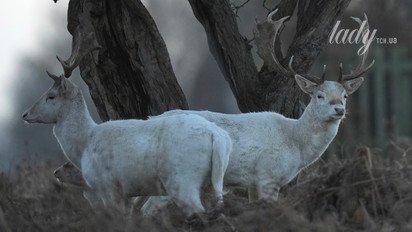 Гороскоп на 10-16 ноября 2025 года