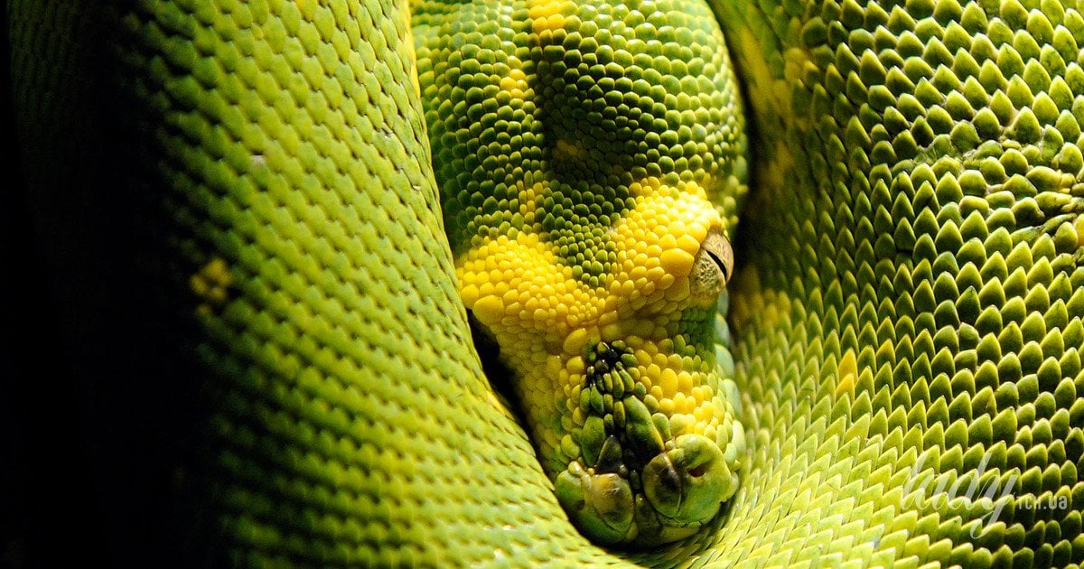 Рік Зеленої Деревної Змії завершується 17 лютого