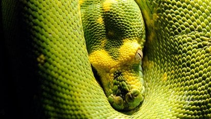 Год Зелёной Древесной Змеи завершается 17 февраля