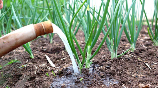 Чим підживити цибулю навесні: обов’язкові добрива у квітні для гарного врожаю