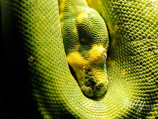 На Львівщині жінку вкусила змія: у якому стані потерпіла