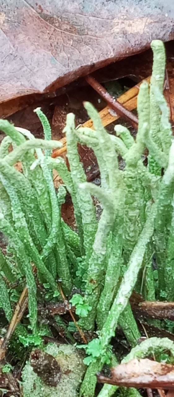 Кладонія шиловидна (Cladonia subulata). Фото: Ківерцівський національний природний парк «Цуманська пуща»
