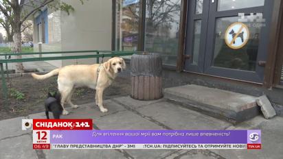 Де залишають собак українці, коли йдуть за покупками в супермаркет