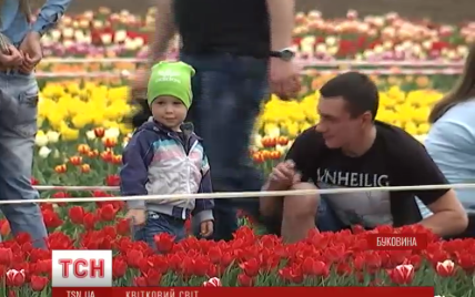 Гектары тюльпанов расцветают в Черновцах и Киеве
