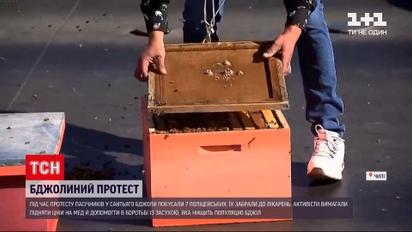 В Чили во время протестов пасечников пчелы покусали правоохранителей | Новости мира