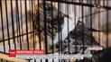 Поліцейські Хмельницького врятували поранену пташку просто у дворі свого відділка
