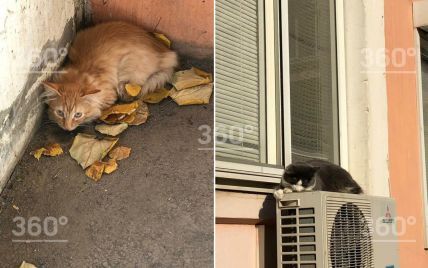 У Росії чоловік викинув 15 котів з балкона під ноги перехожим