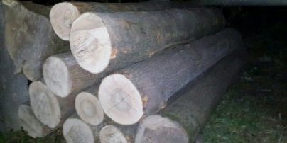 На Чернігівщині лісник із бізнесменом вирубували і торгували цінною деревиною