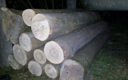 На Черниговщине лесник с бизнесменом вырубали и торговали ценной древесиной