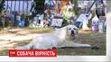 Собача скорбота: лабрадор Джорджа Майкла досі чекає свого господаря біля його могили