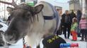 Эксклюзивный репортаж ДжеДАИв из самой Лапландии