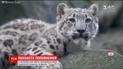 В зоопарке Нью-Йорка родился малыш снежного леопарда