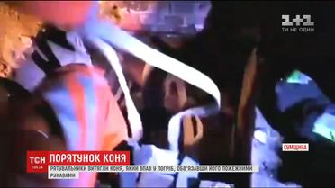 На Сумщині рятувальники пожежними рукавами витягли з погреба коня