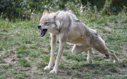 Вблизи села на Виннитчине развелись волки: они свободно заходят во дворы и охотятся на скот