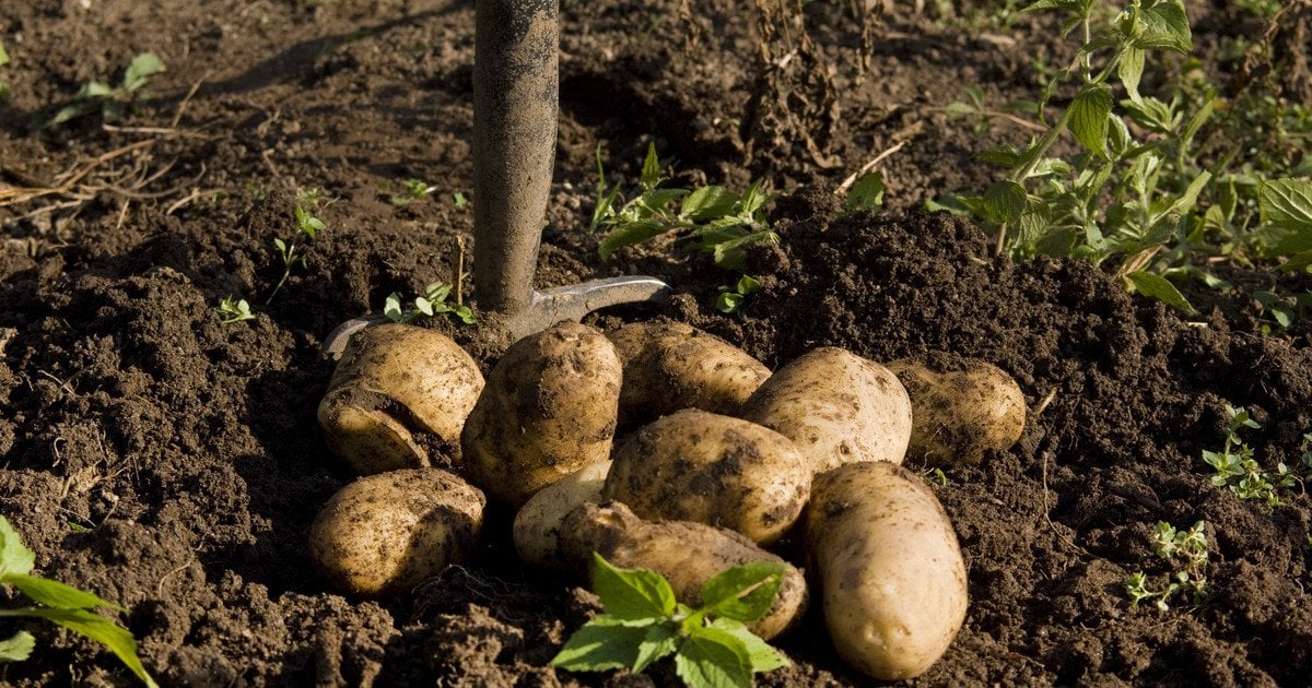 Чи потрібно висадити картоплю до Великодня